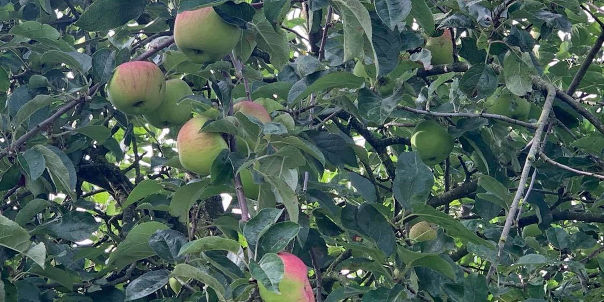 Couleurs d’automne et pommiers en fruit : le jardin du Moulin de la Planquette offre un cadre chaleureux pour un séjour familial en pleine nature dans le Pas-de-Calais.