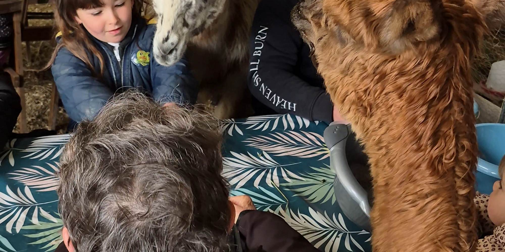 Servir le petit-déjeuner aux lamas