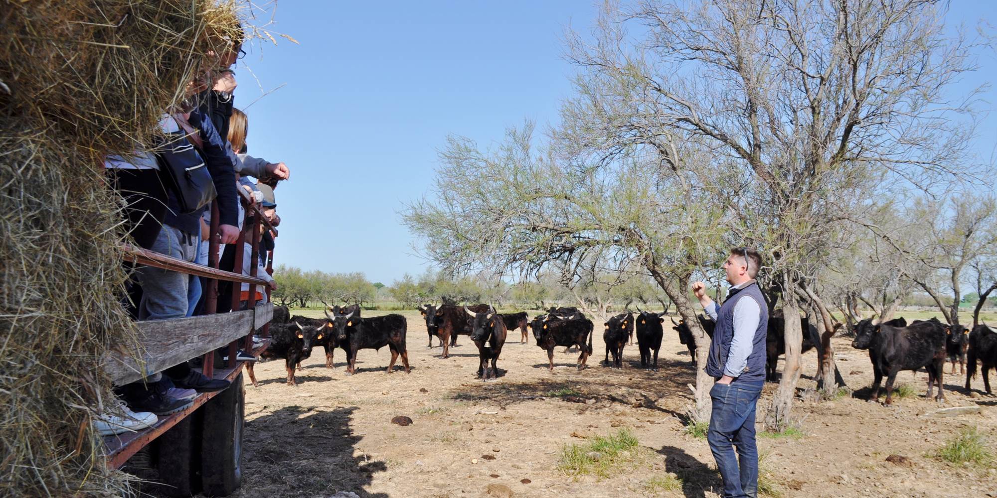 Commentaires sur la conduite de la manade et des traditions camarguaises