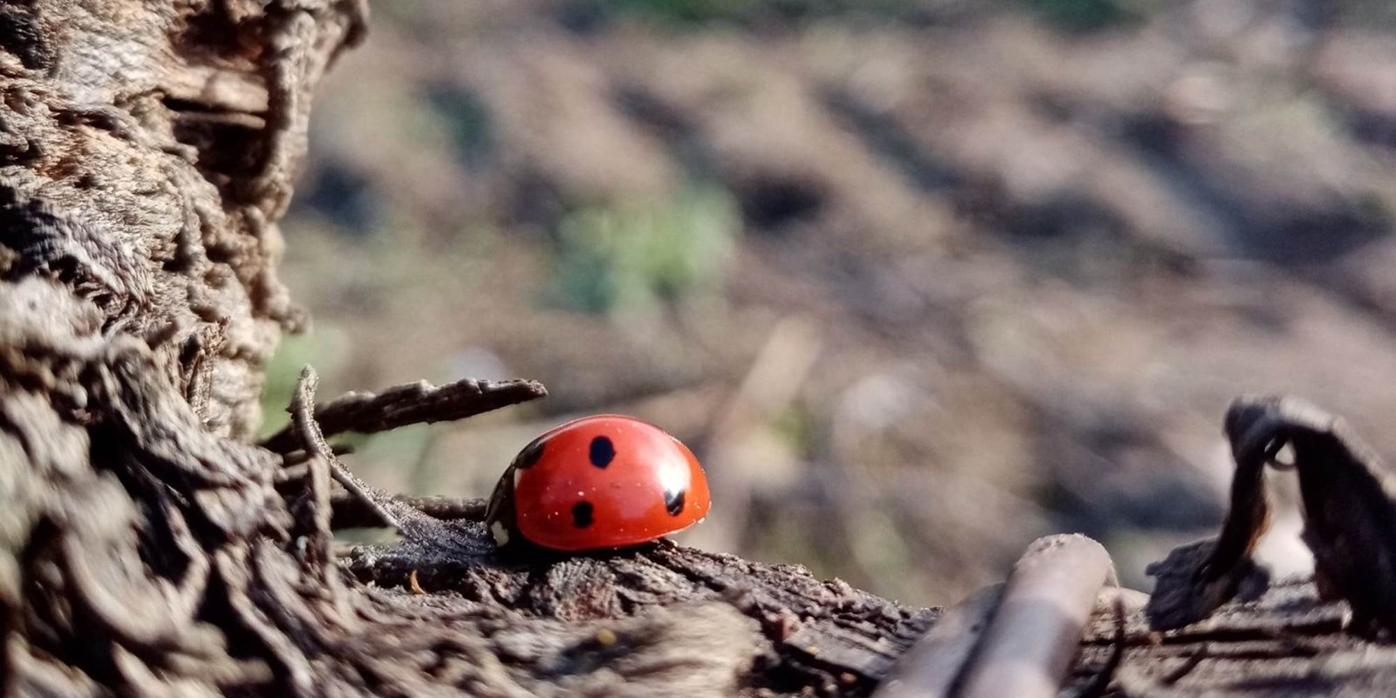 coccinelles