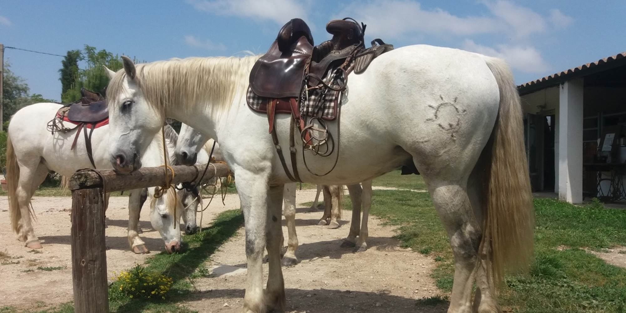 promenade à cheval à proximité
