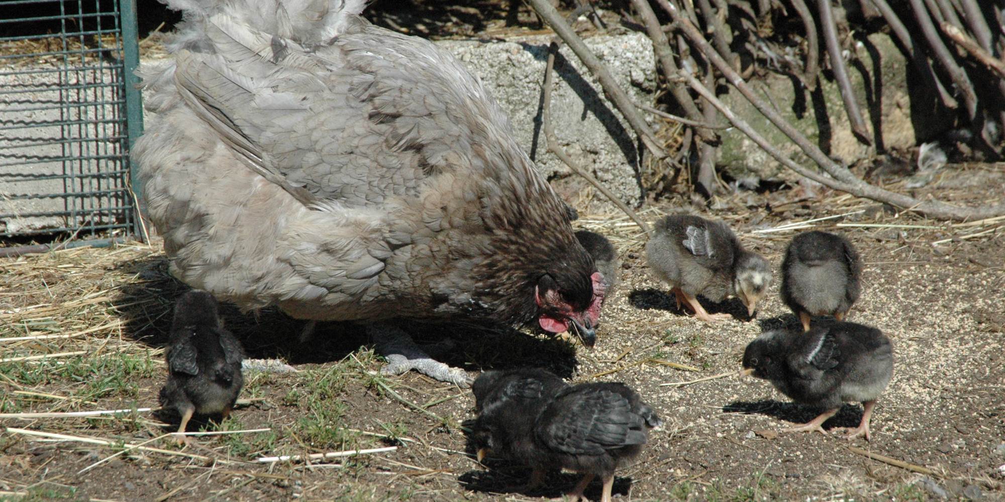 Ma famille picore