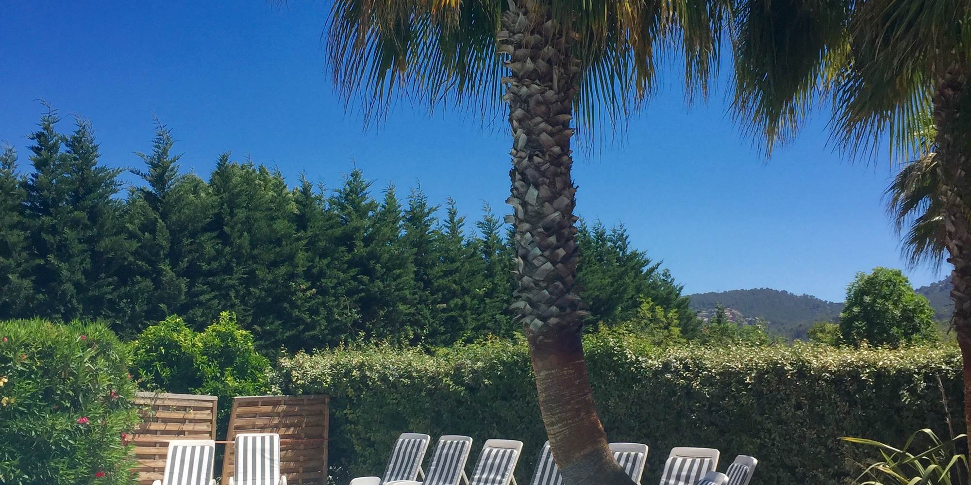 palmiers piscine