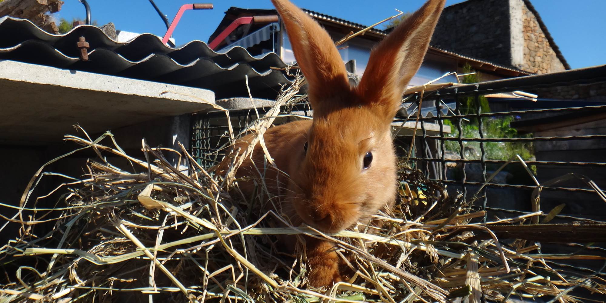 Bonjour Mr Lapin