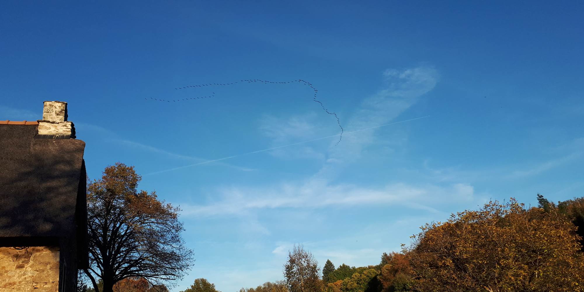 Le vol des oies sauvages