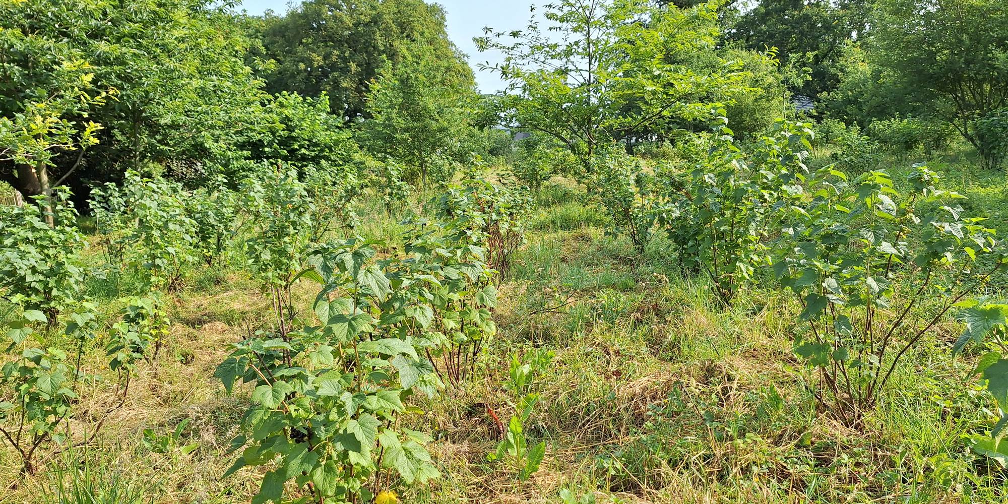 Cassis -plantation-Bretagne-Masserac-Koantiz