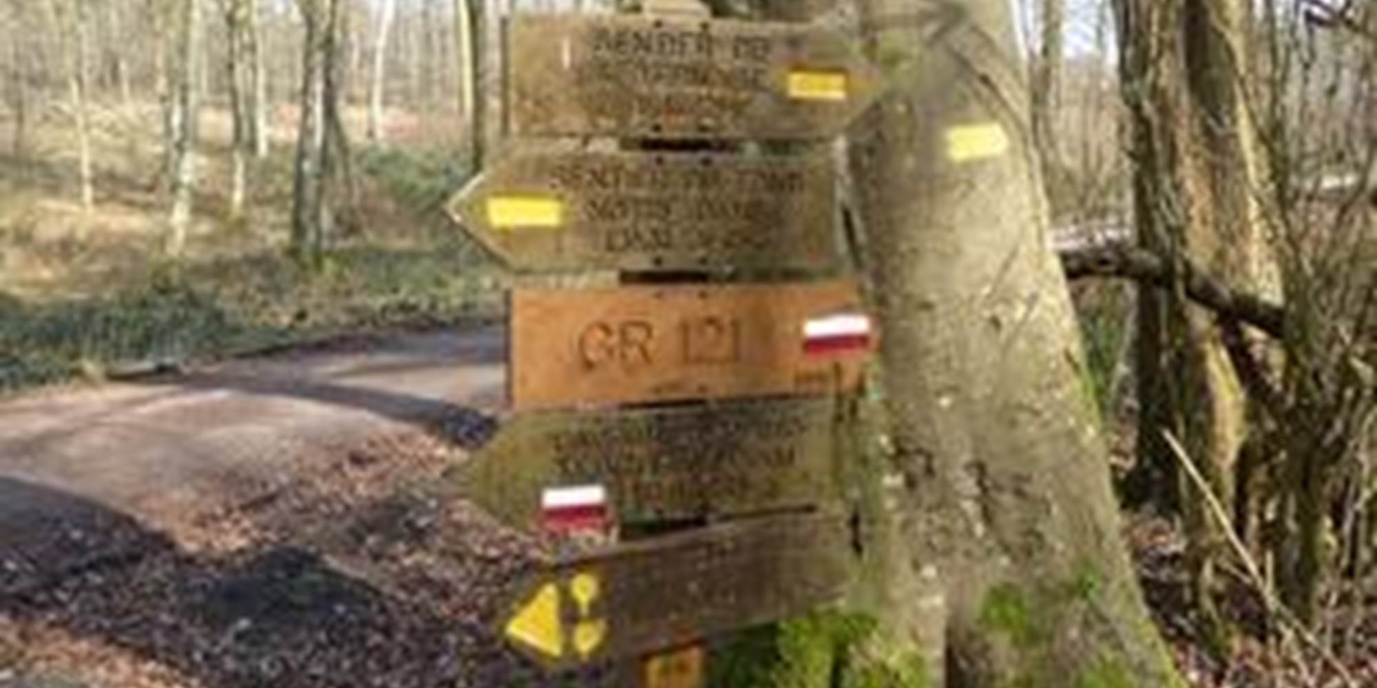 Chemins paisibles et ombragés en forêt d’Hesdin, parfaits pour les randonnées en famille lors d’un séjour dans notre gîte rural des Hauts-de-France.