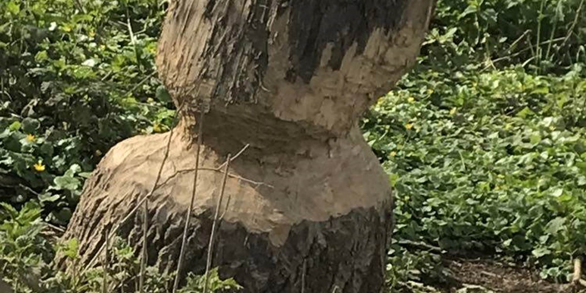 Arbre rongé par les castors 3