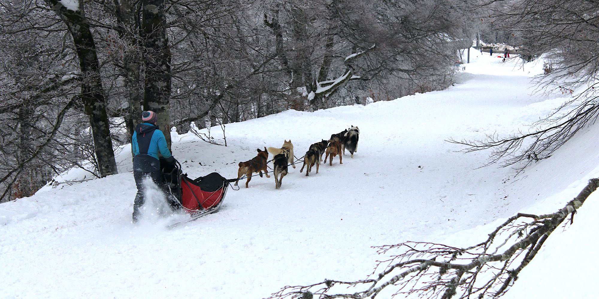 Sortie en chien de traineau