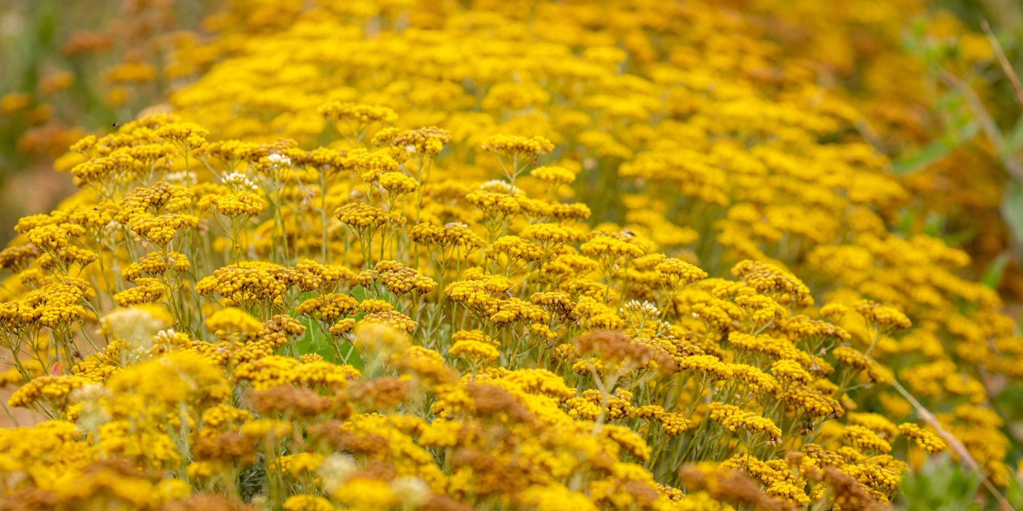 hitton-séjours-nature-immortelle-hélichryse