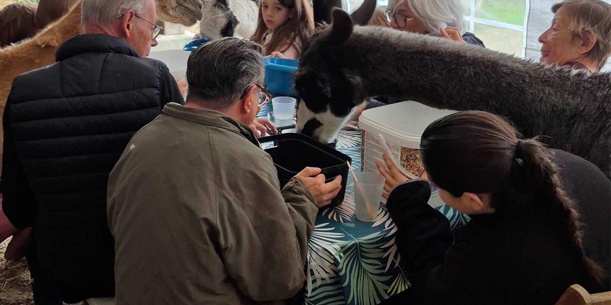 le petit-déjeuner des lamas