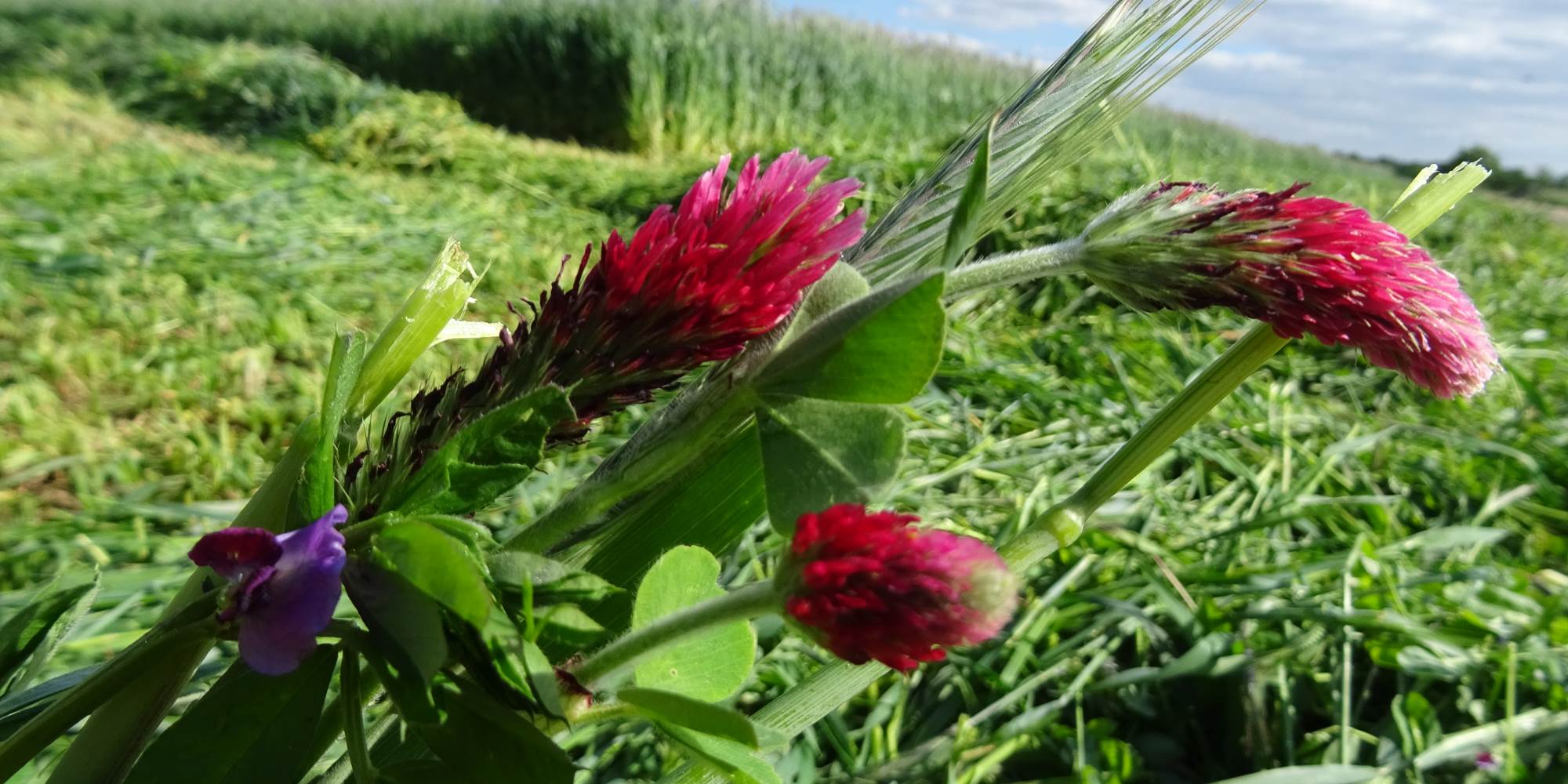récolte de méteil - Ferme des Délices