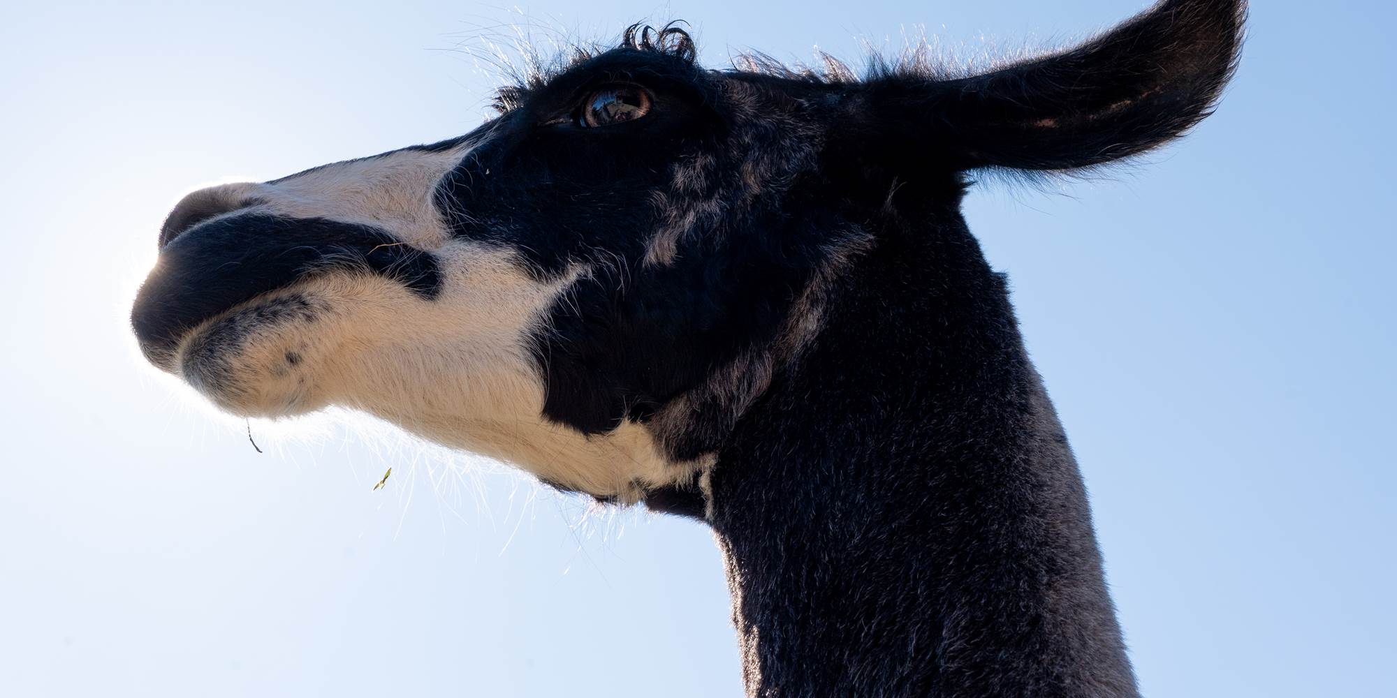 Le répit par la médiation animale avec les lamas