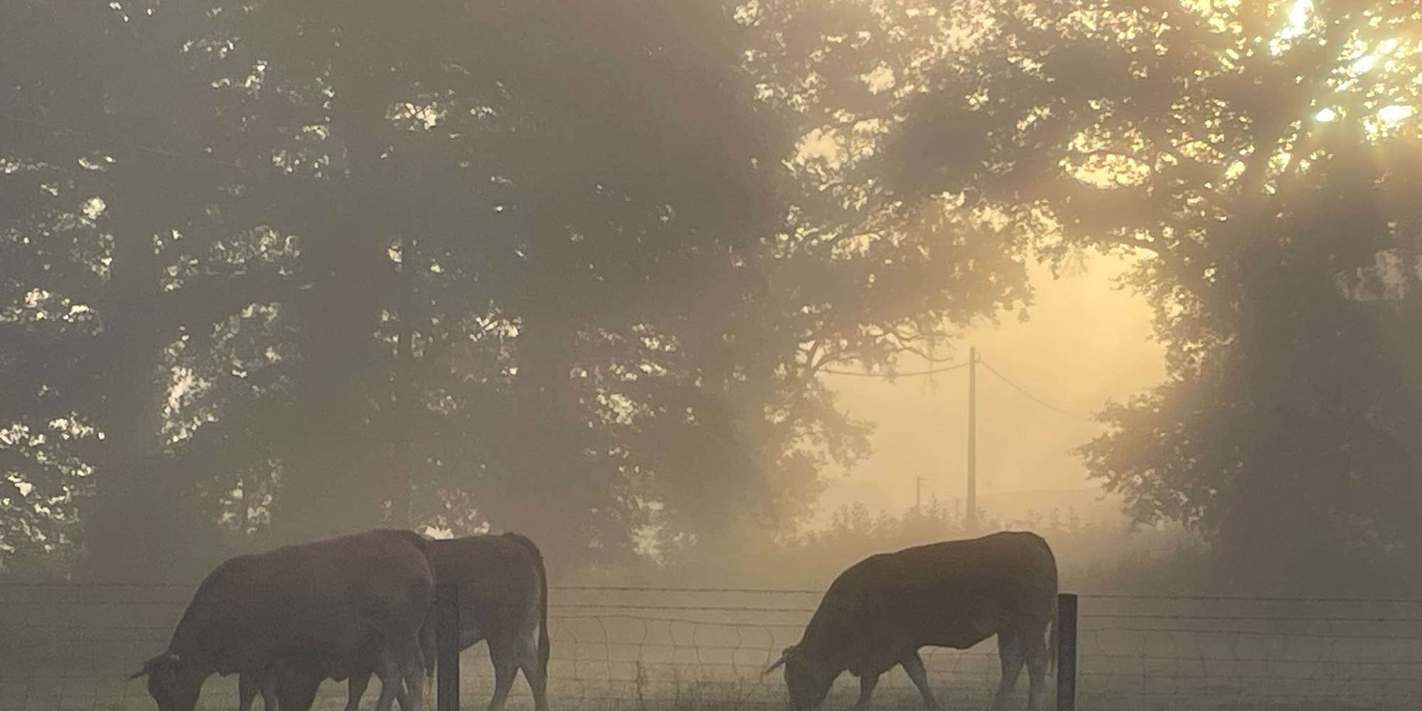 Photo de nos plus proches voisines - Chambres d'hôtes La Grange Richard à Dinsac