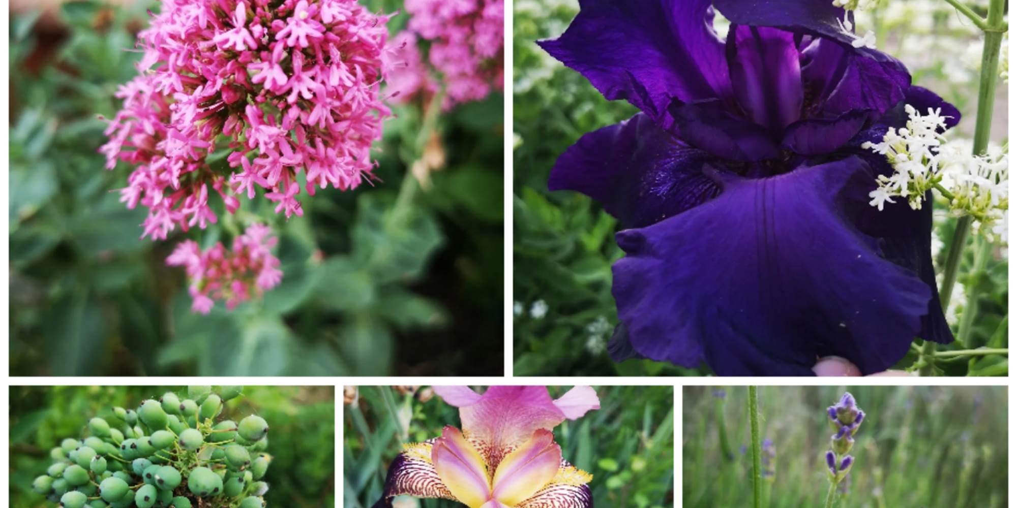Jardin fleuri d’un gîte en Touraine, cadre paisible pour un séjour au vert