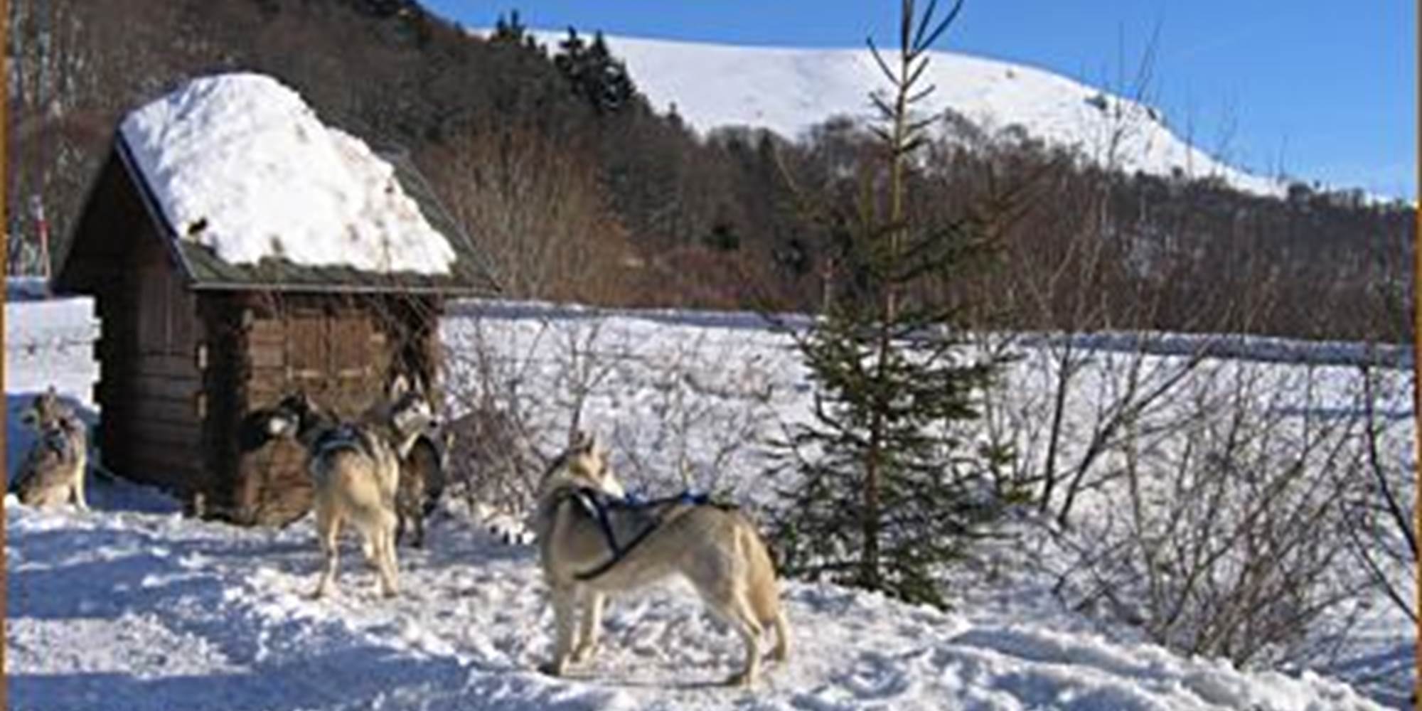 chien de traineau