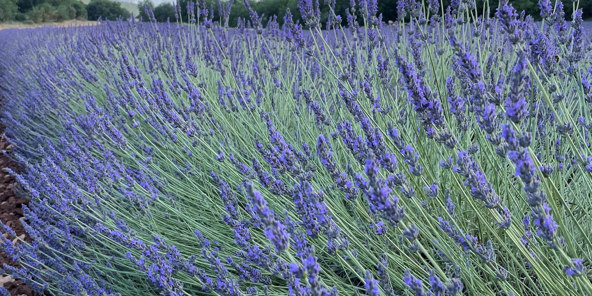 Carte postale de Provence