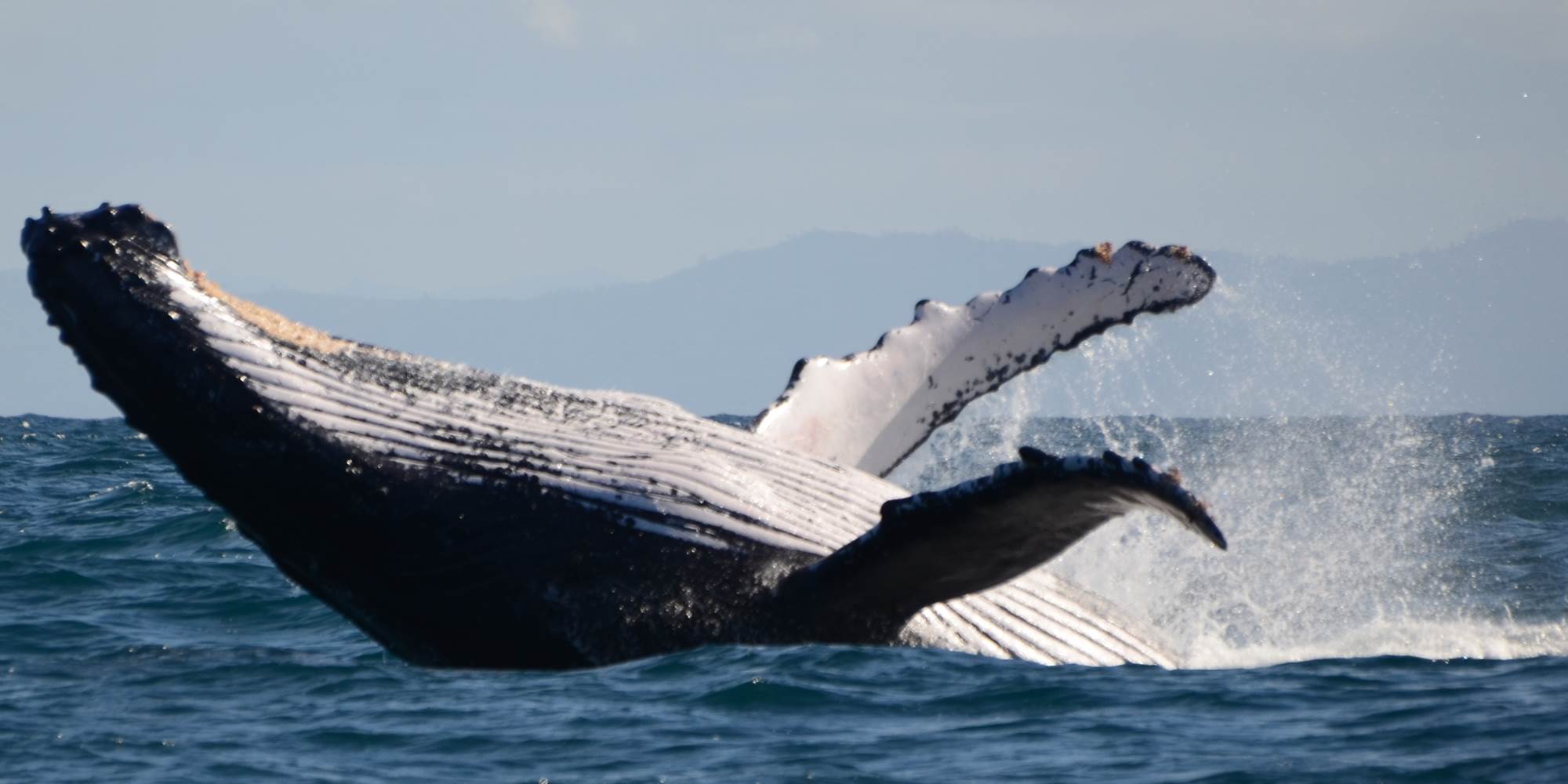 saut de baleine ( de juillet à septembre )