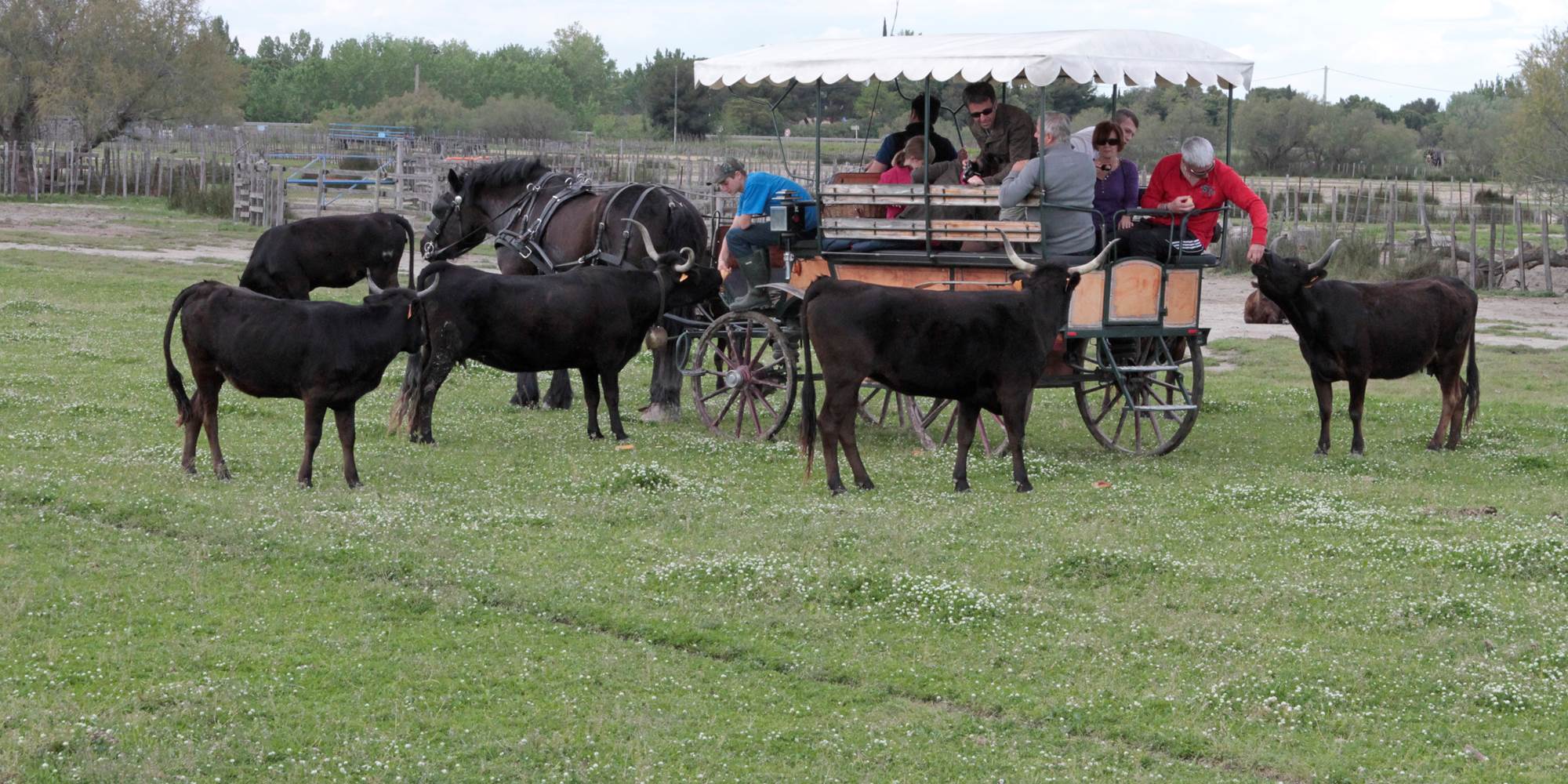Visite en calèche au printemps