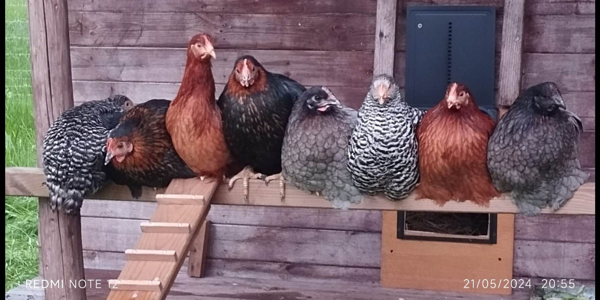 Poules 2024