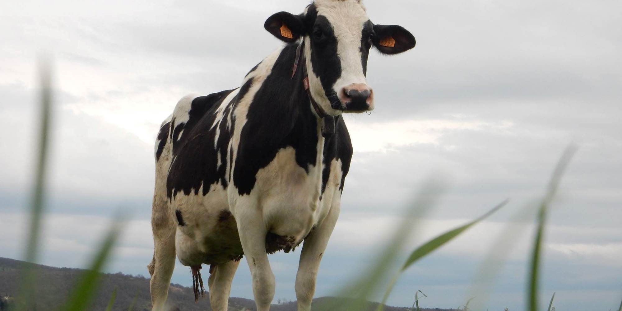 vache au pré par dessous