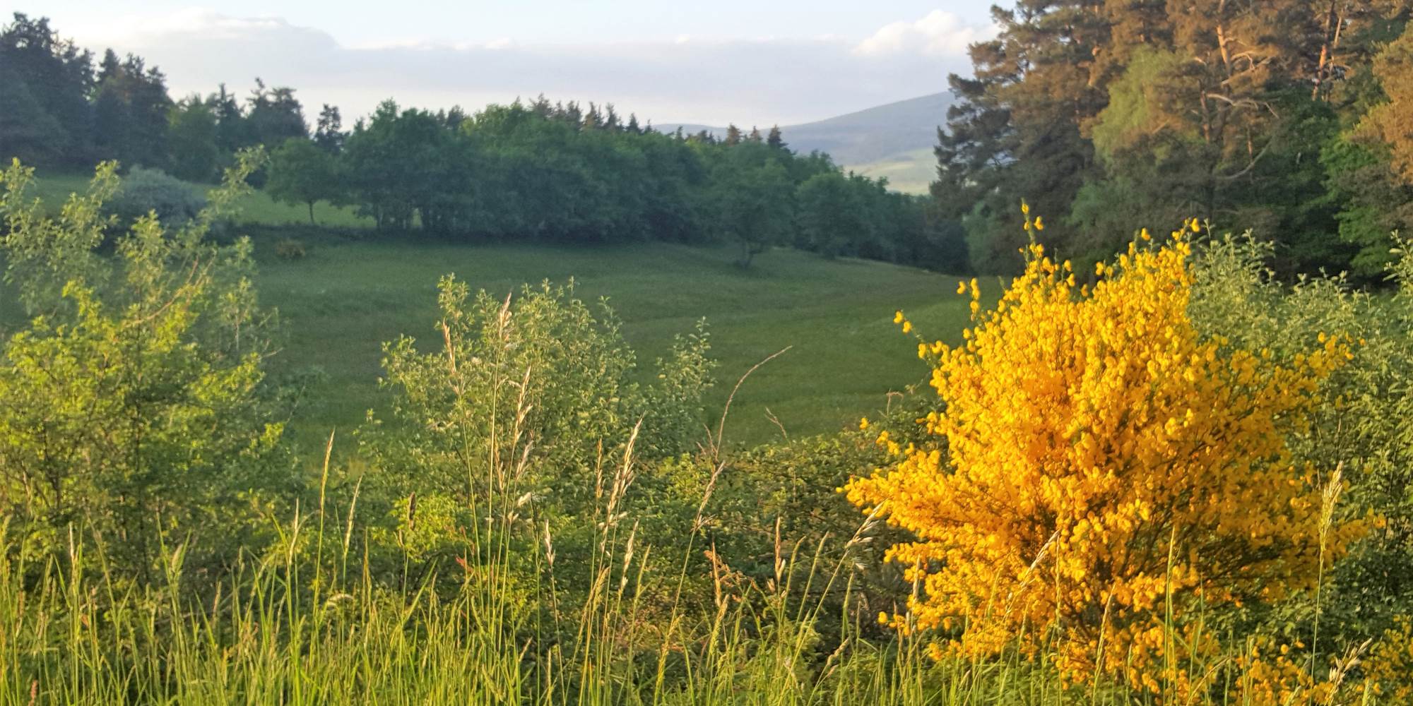 Paysages de prairie