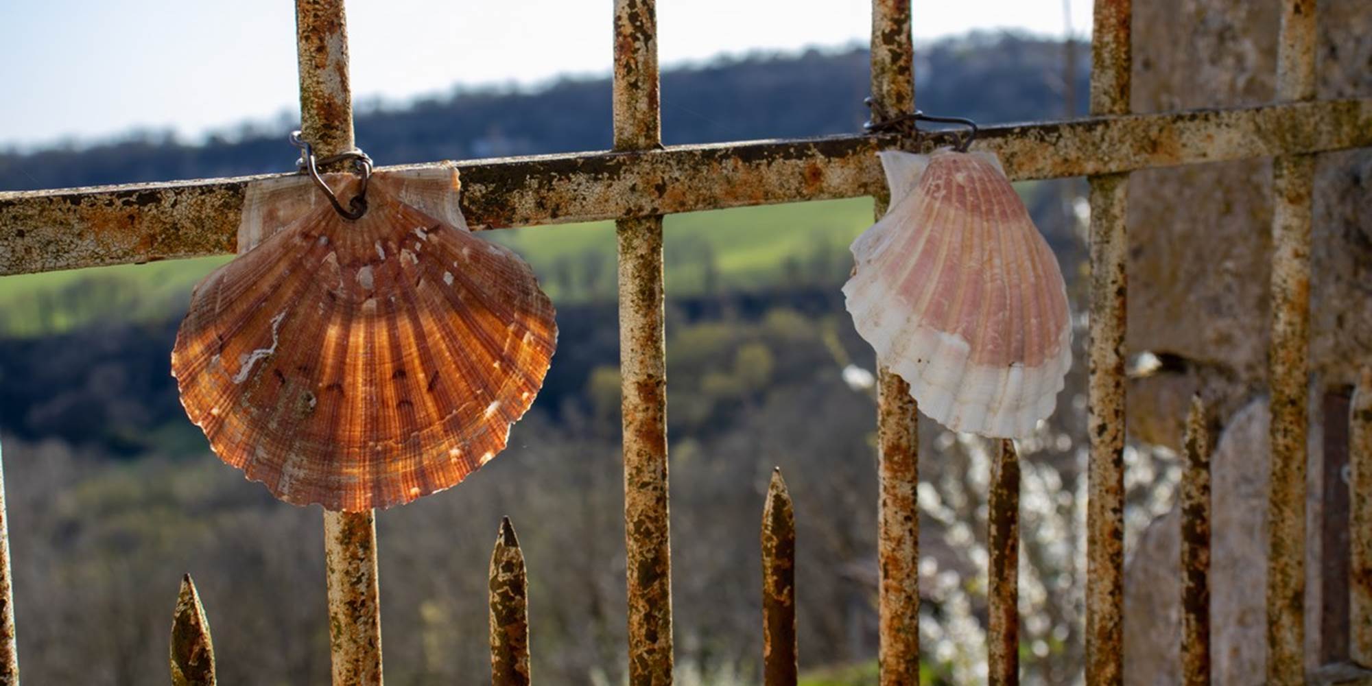 210328174821 Coquille sur le chemin de St Jacques - Faycelles Lot Tourisme- C. Asquier