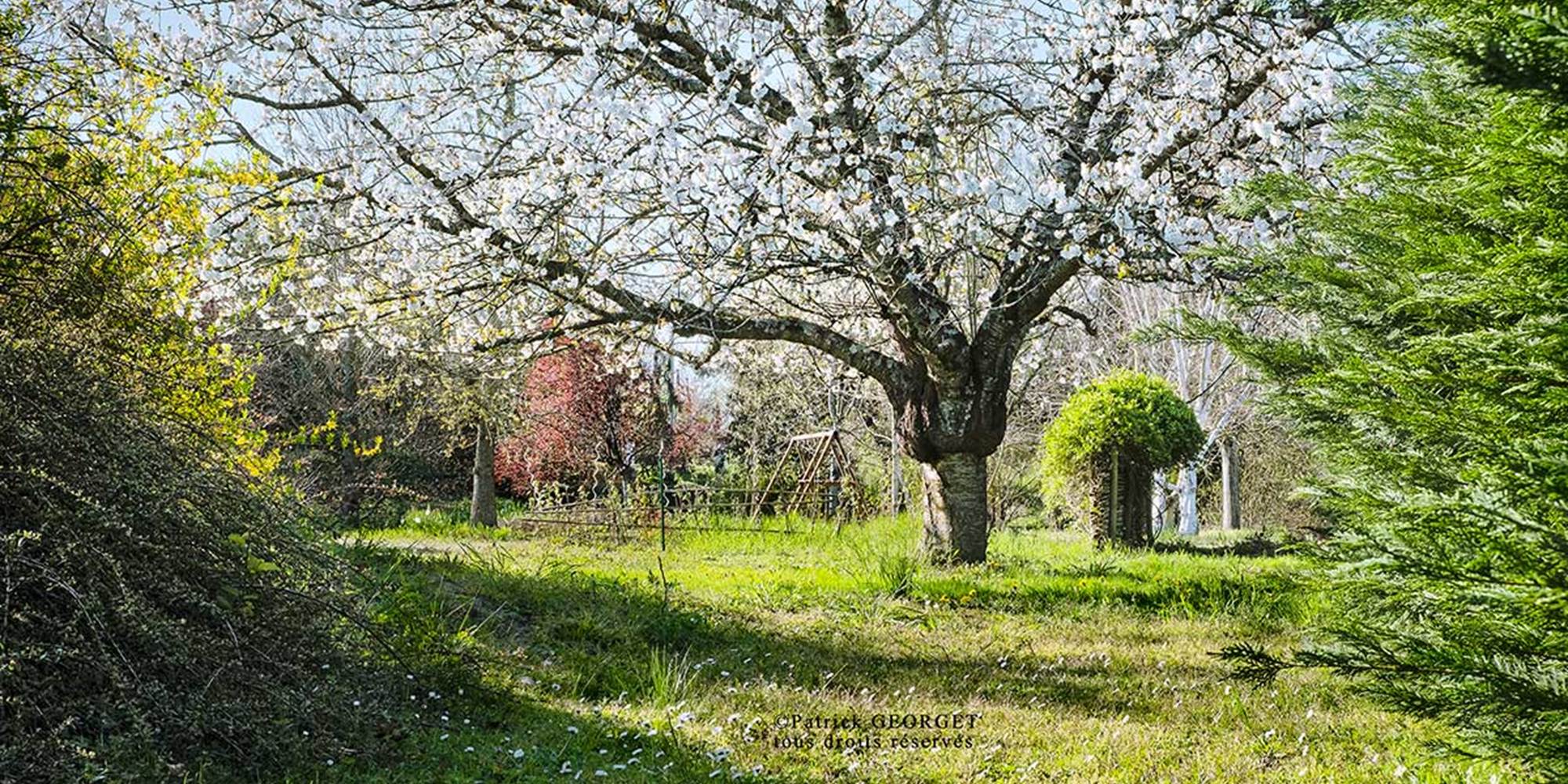Jardin fleuri et arboré d’un gîte en Touraine, cadre paisible pour un séjour au vert