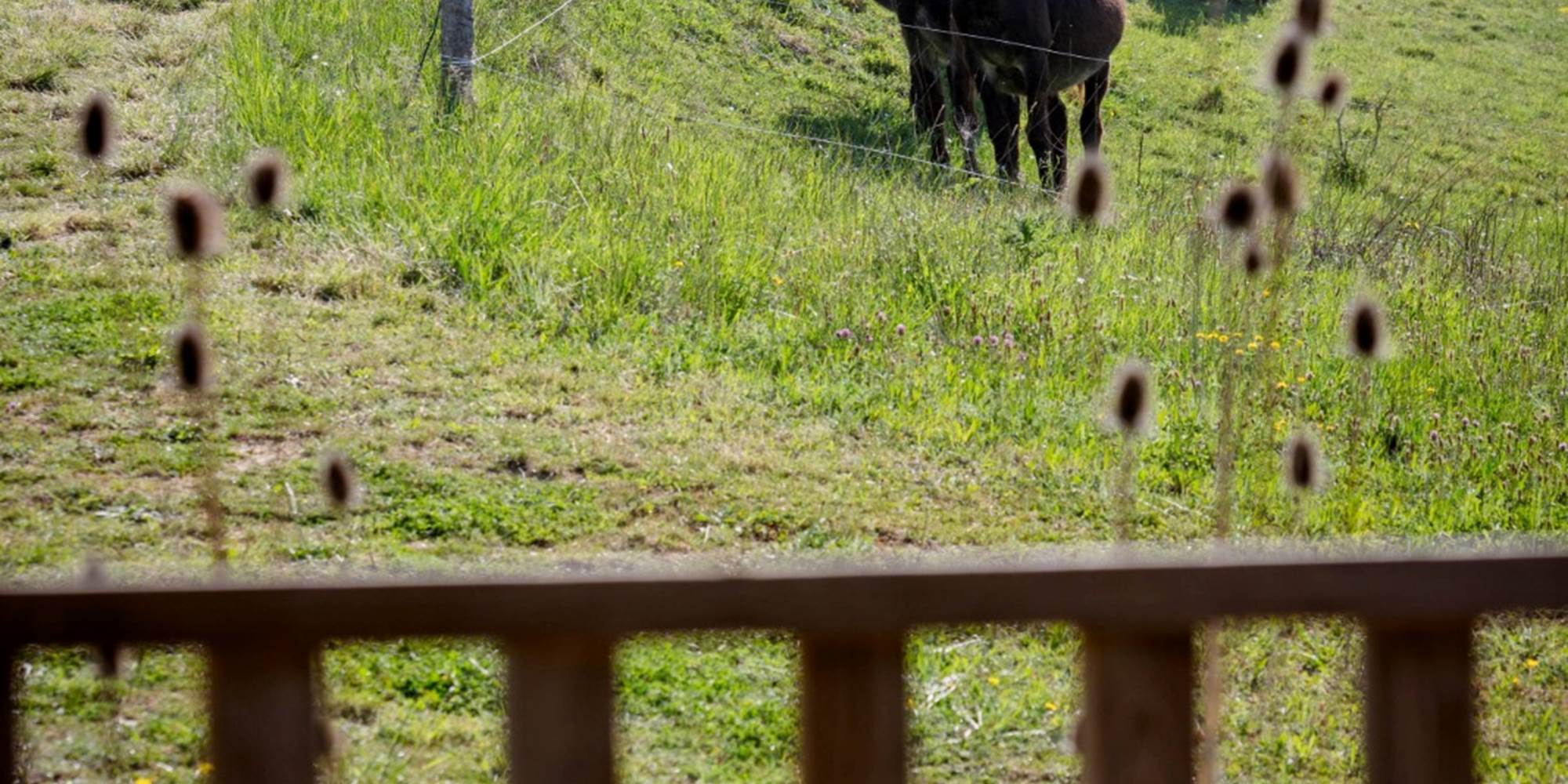 vue terrasse écolodge sunshine