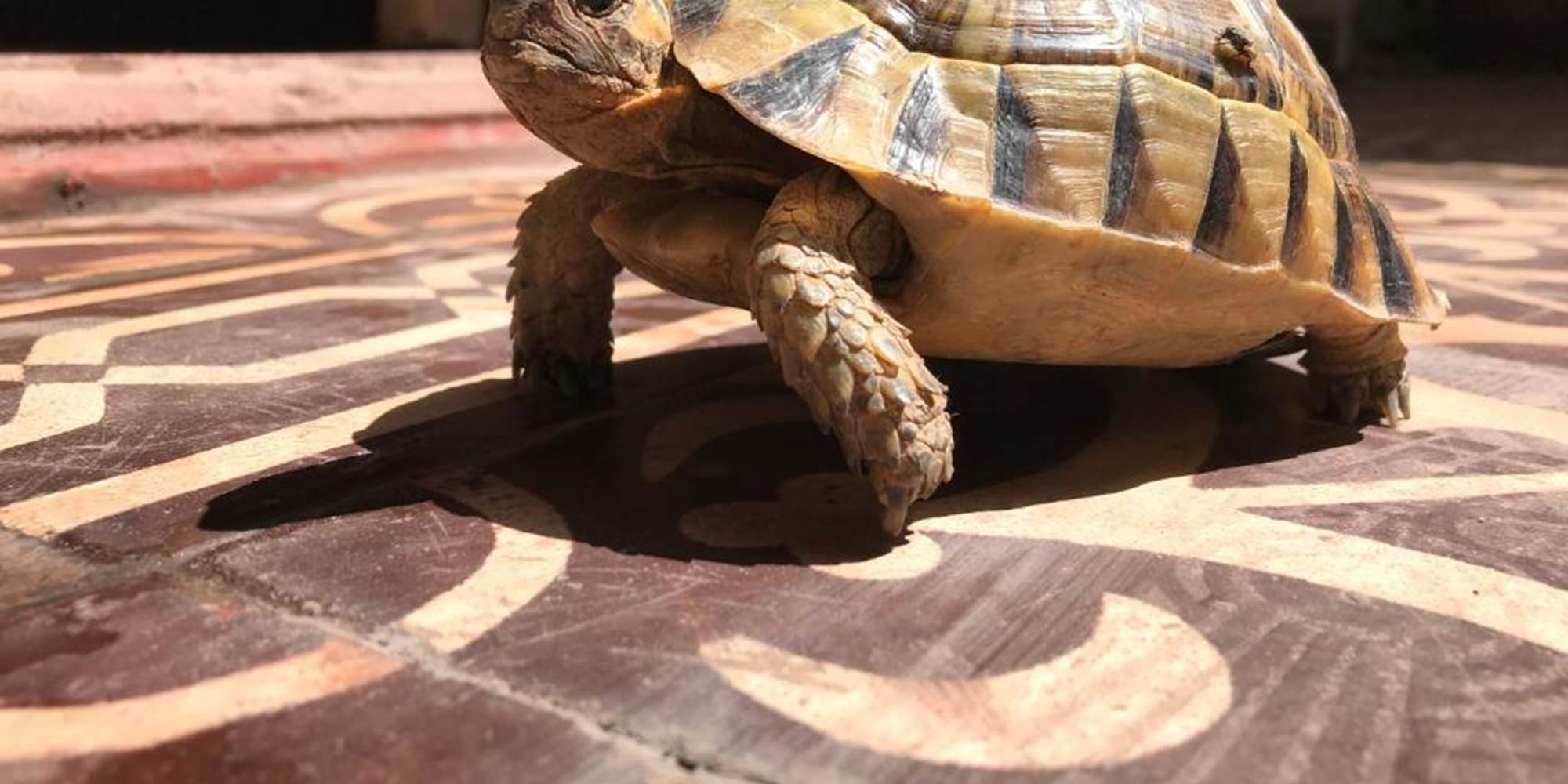 Riad Asrir Tiznit - Auberge de jeunesse - Notre amie la tortue