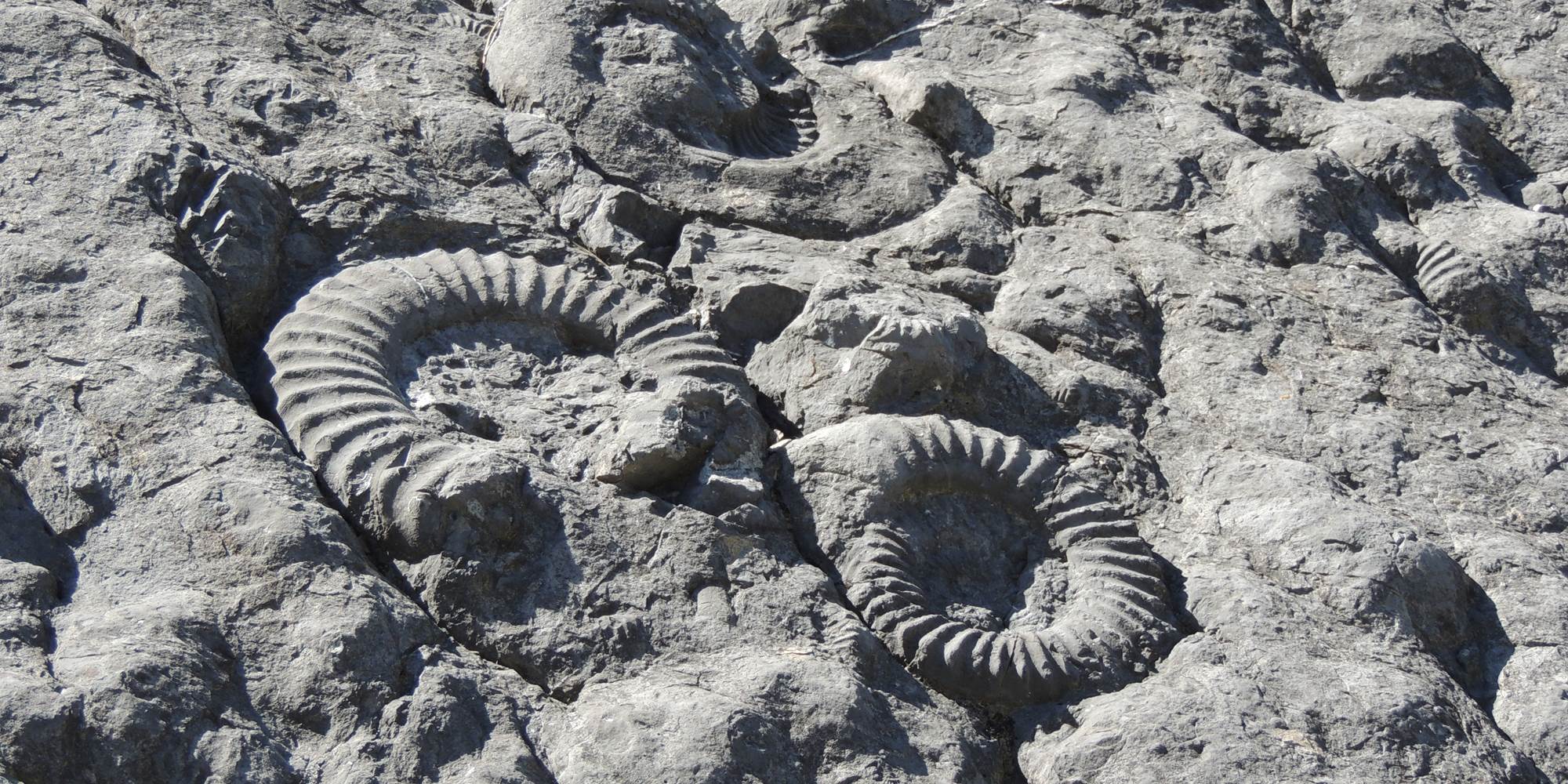 Dalles aux ammonites classée par l'UNESCO
