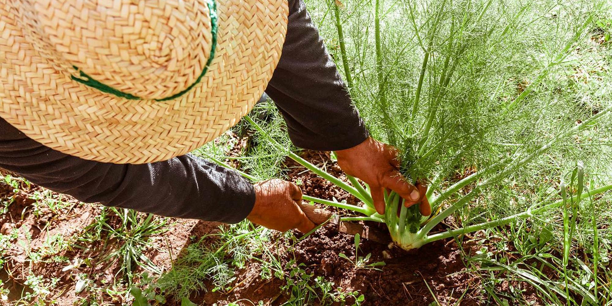 POTAGER-presta