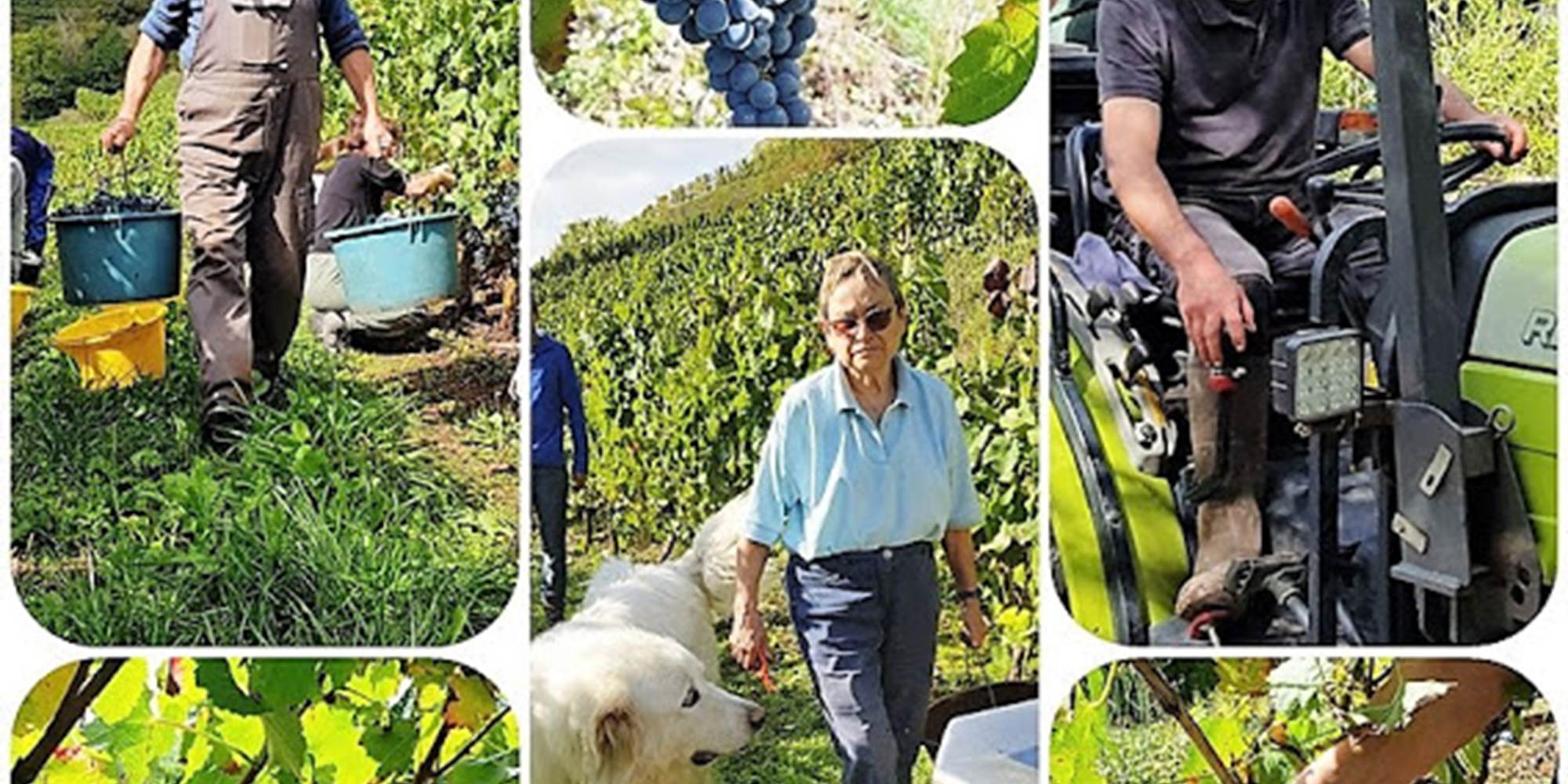 Les vendanges 2020