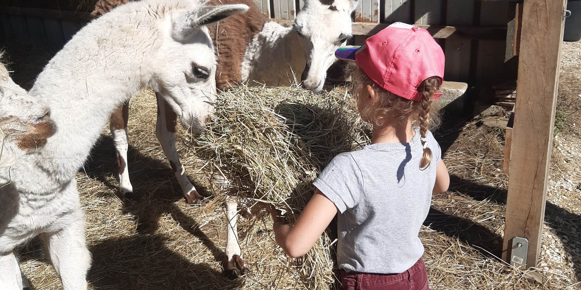 Prendre soin des animaux