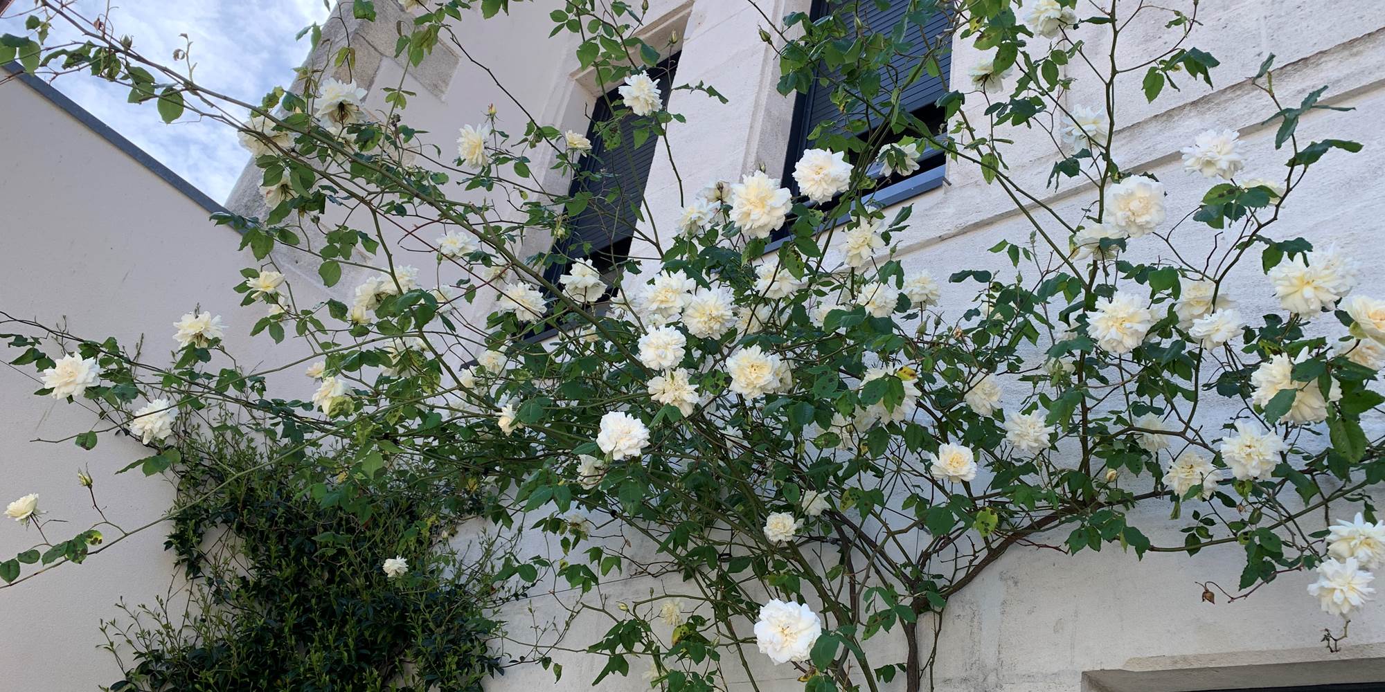 PATIO 1
