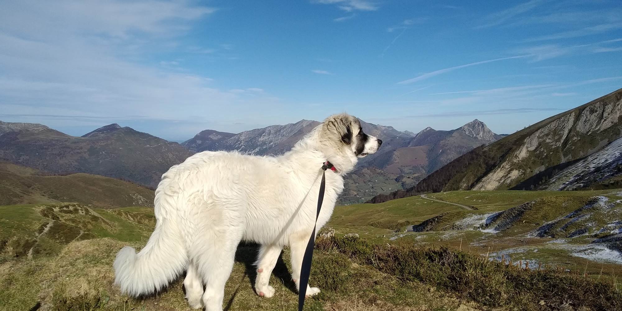 Notre chienne Tralhà au plateau du Bénou.