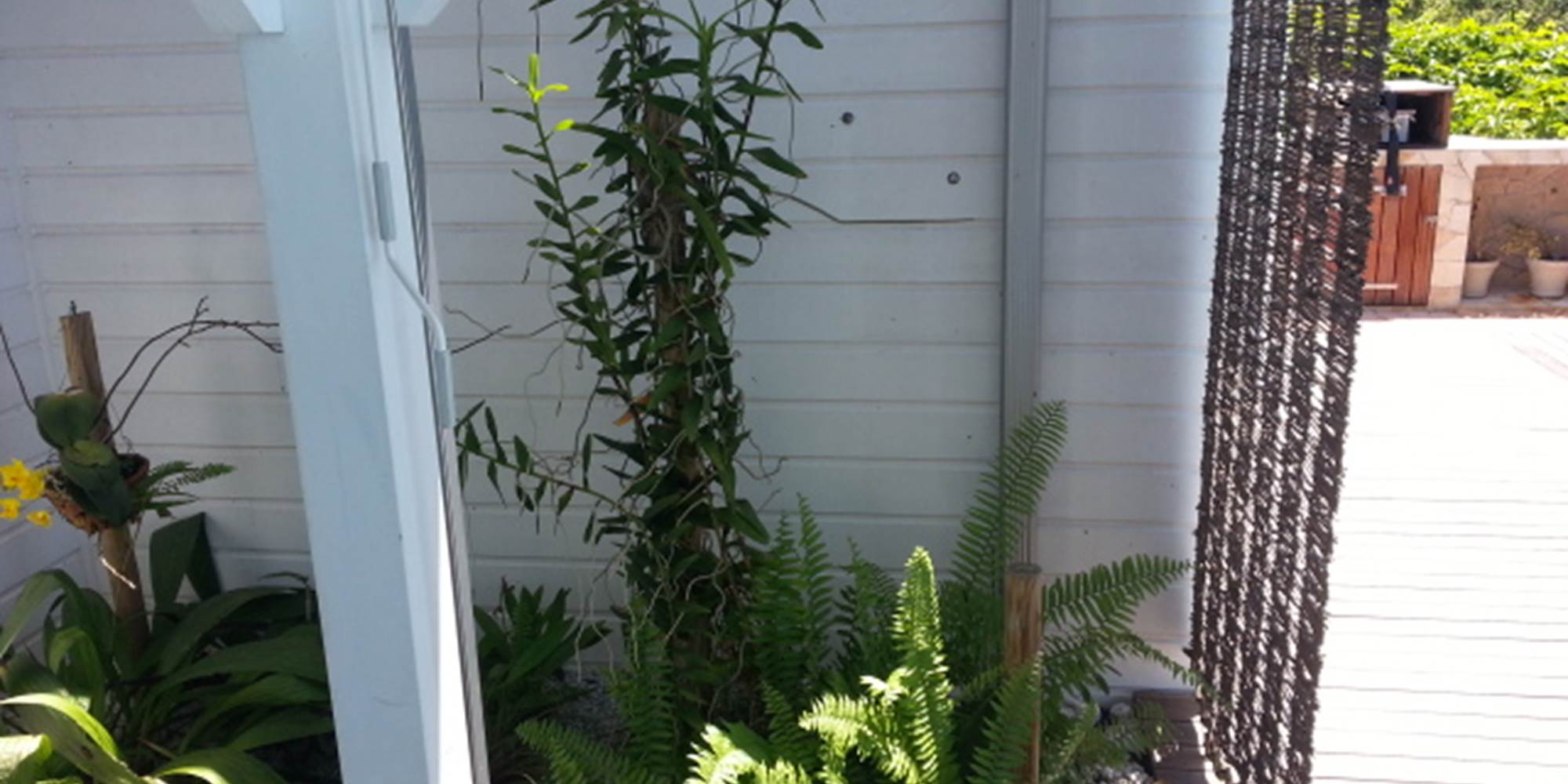 Orchidées extérieures