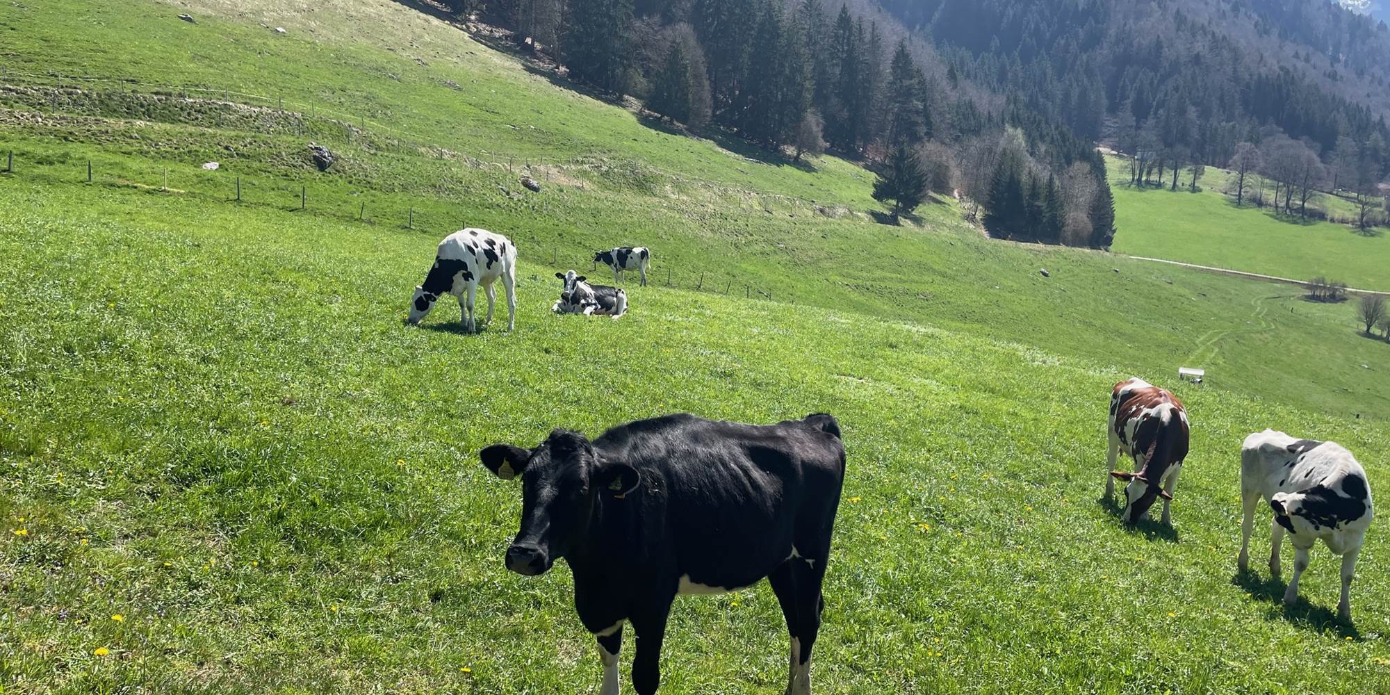 Vaches de la Gruyère aux alentours
