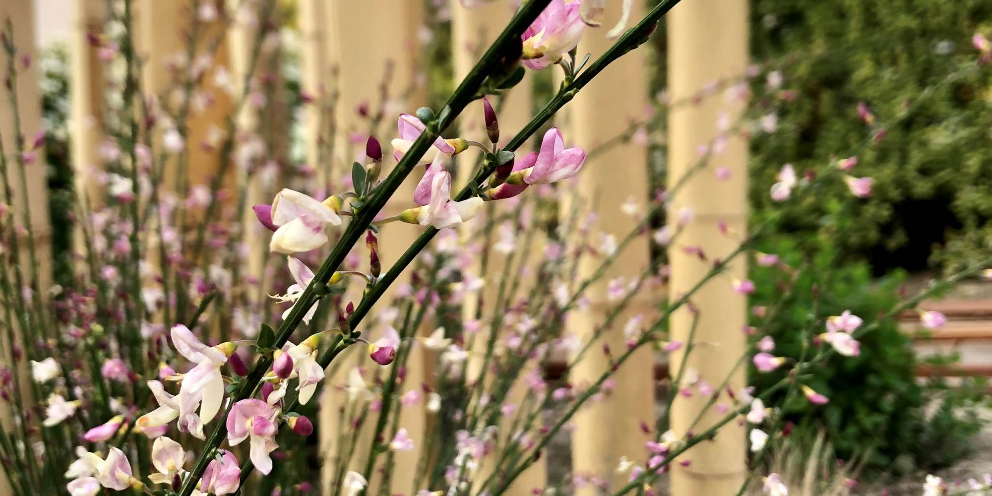 Jardin La Cotentine