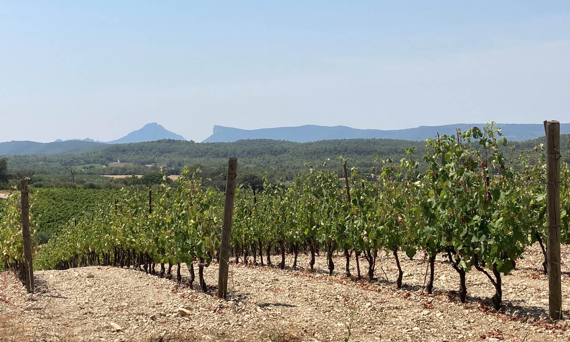 vignes vue Pic Saint Loup et Hortus