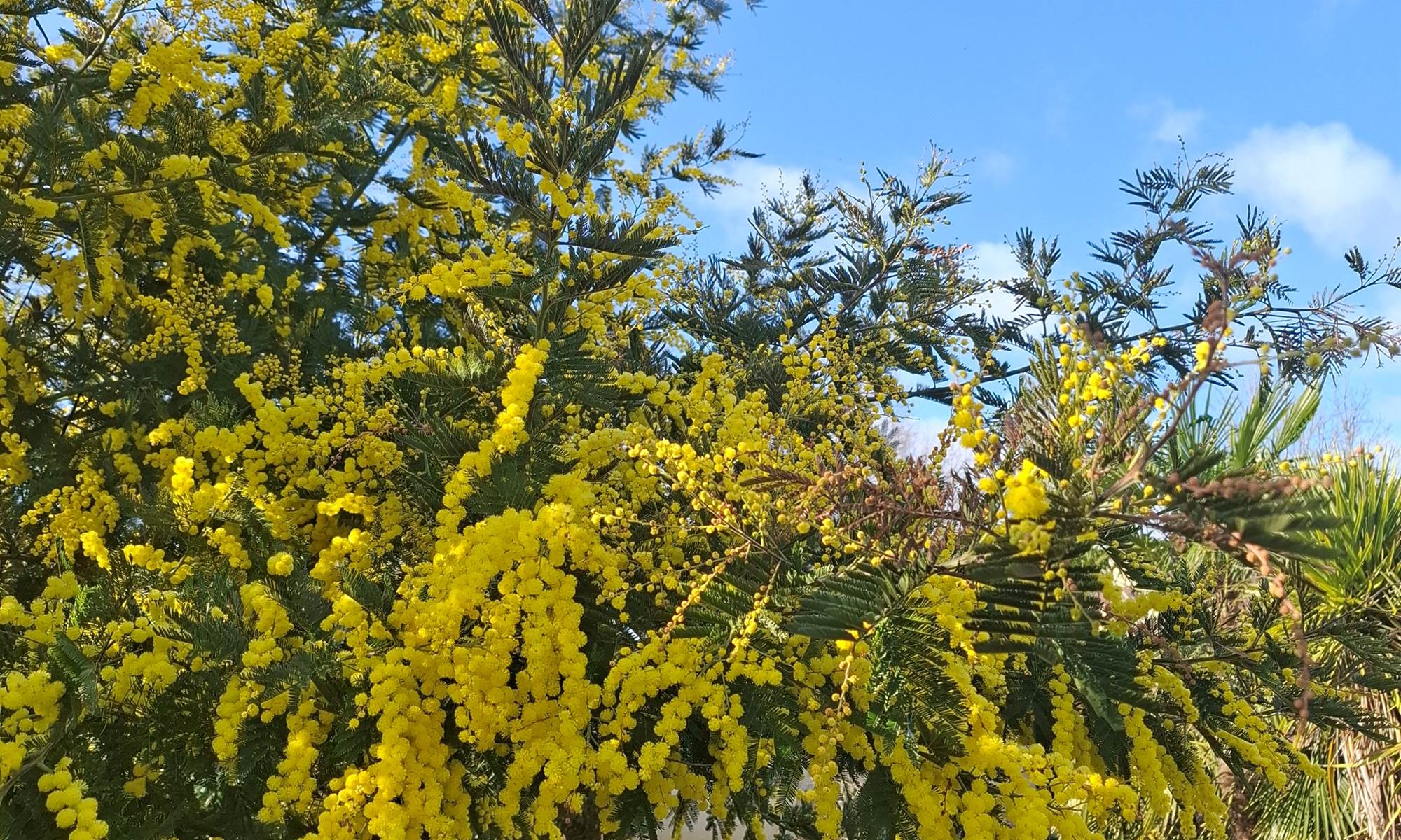 jardin-les-charmes-de-sarlat