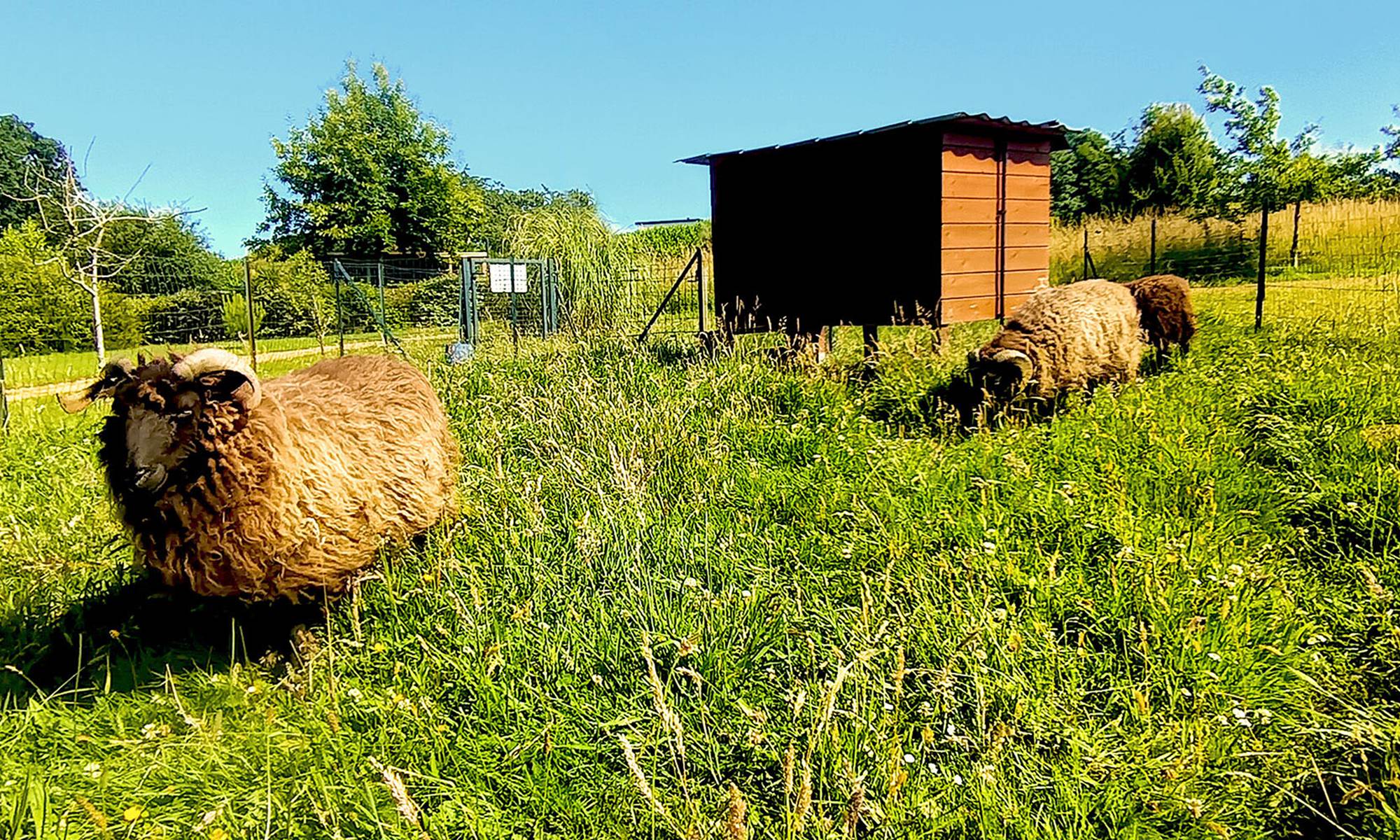 moutons-web-galerie