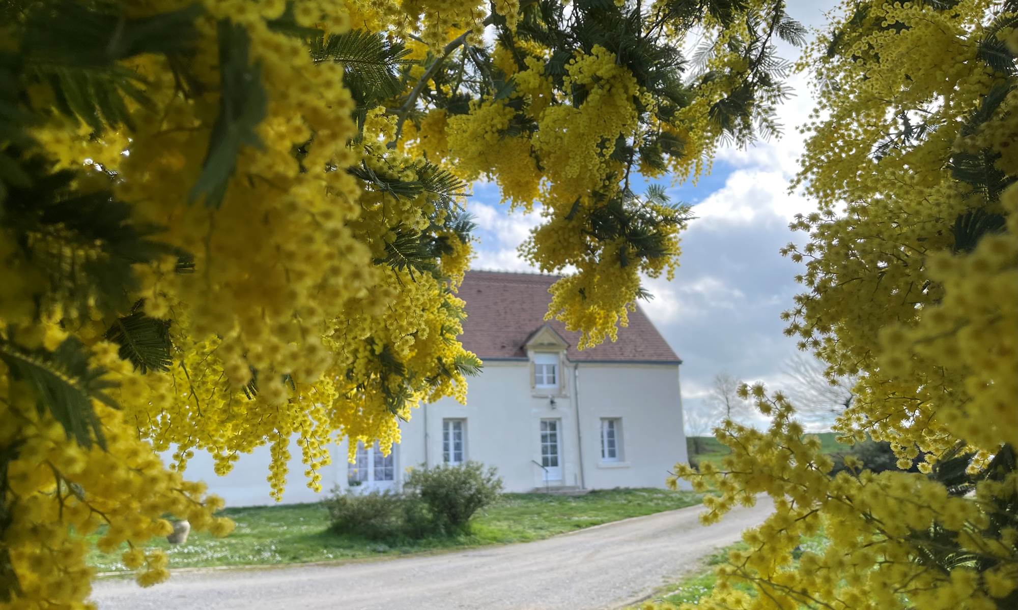 2024 - Mimosas en fleurs-galerie