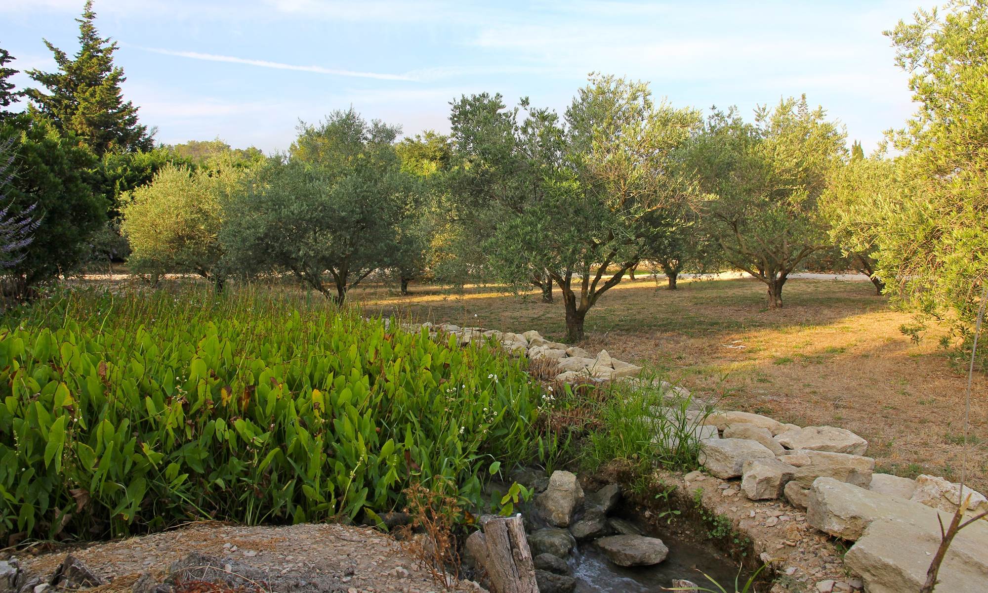 oliviers  et source st remy