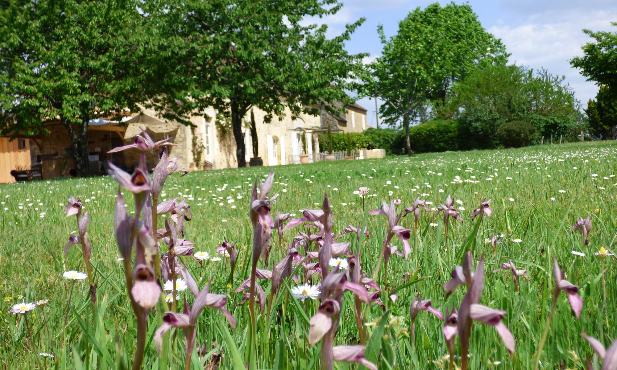 BRITAVIT Orchidées devant la maison-page