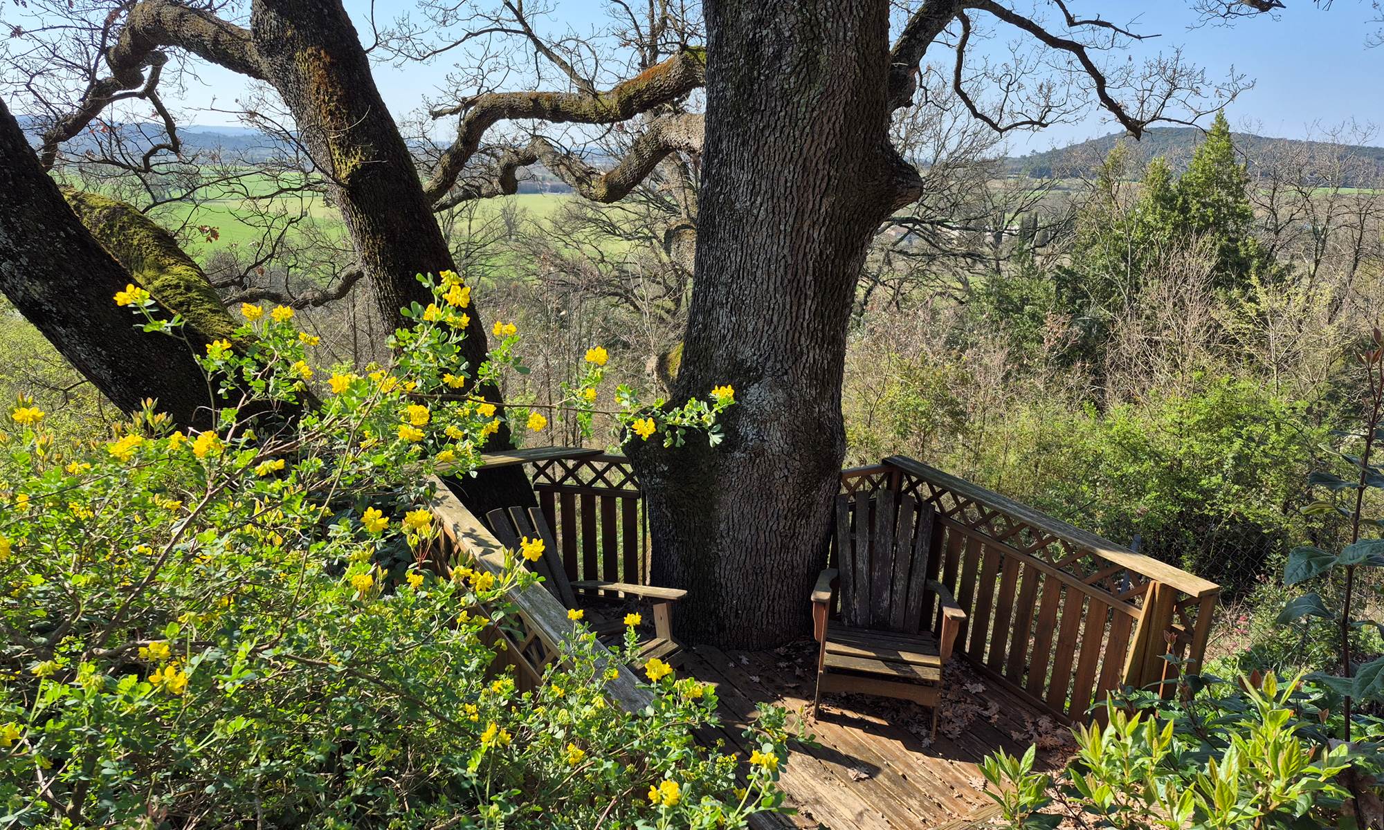 Au creux du chêne-galerie