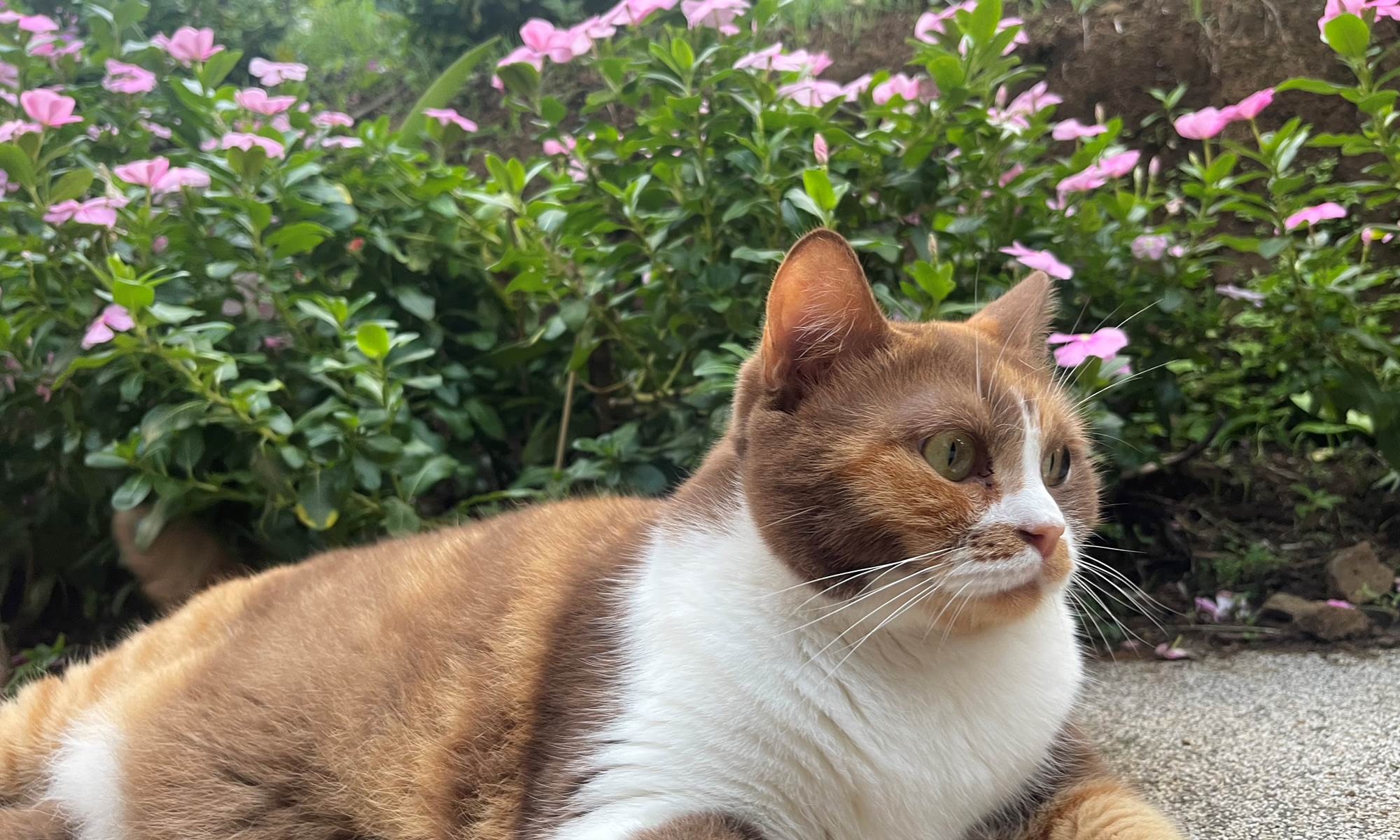 Le chat de la maison-galerie