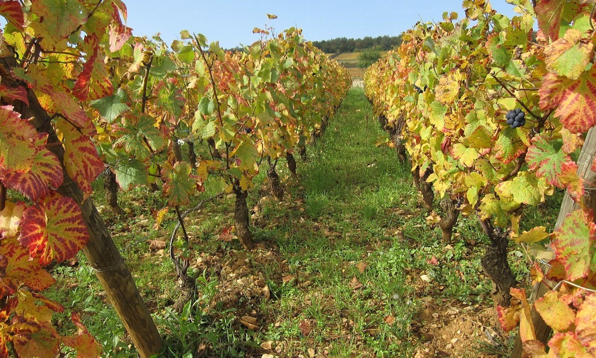 hébergement-proche-des-coteaux-lyonnais