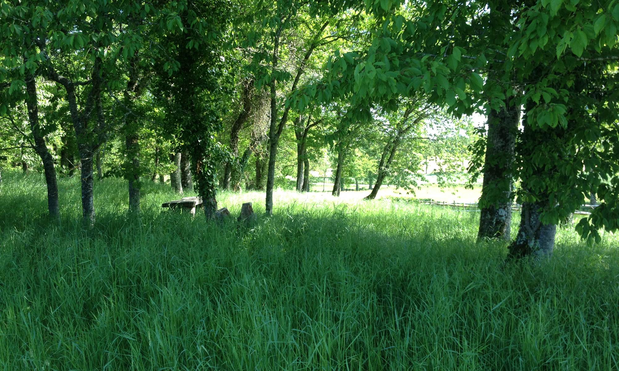 Le petit bois du Domaine avec ses tables de pique nique