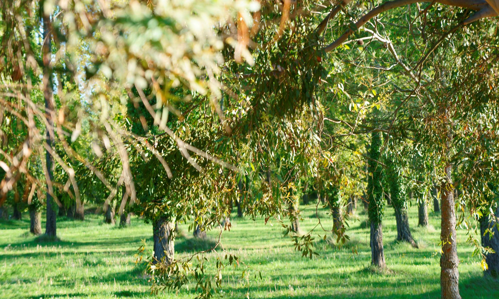 hôtel les peupliers, proche parc Spirou-page
